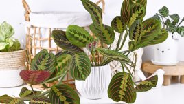 5 растения за късмет и положителна енергия в дома