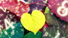 Нумерологична прогноза за 24 ноември