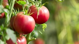 От колко поливане имат нужда доматите?