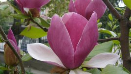 Как се сади дърво?