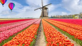 Знаете ли, че... холандците се борят за бъбрек в риалити шоу?