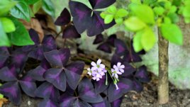 Детелина оксалис – съвети за отглеждане и буен растеж 