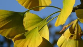 Гинко билоба помага при главоболие и забавя стареенето