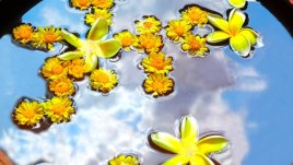 Весели пролетни саксии с „пухеста“ боичка