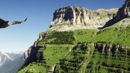 Притча за орлите и силата на любовта