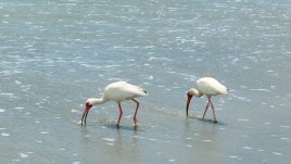 Температурите стигат 40 градуса, внимавайте