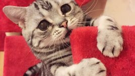 Luhu – котката с тъжно лице (галерия)