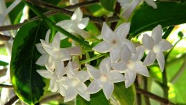 Стефанотис или нежният мадагаскарски жасмин