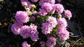 Армерия – цвете с нежен характер