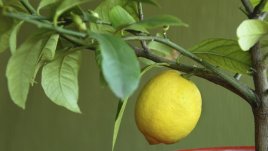 Как да отгледаме лимон от семена?