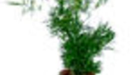 Аспержите – украса и деликатес