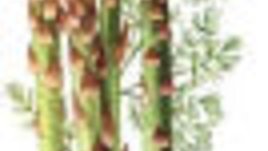 Салата от аспержи