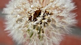 Какво още предизвиква алергични реакции през пролетта?