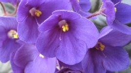 Каква саксия да изберем за стайните теменужки?