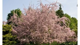 Тамарикс – красота, извадена сякаш от морското дъно