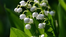 Момина сълза – крехка, нежна и уханна