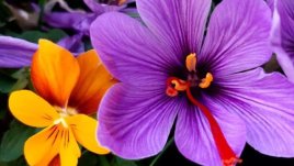 Шафран от балкона – как да си го отгледате сами