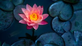 Ароматните ползи на чая от лотос