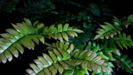 Растения за дома, виреещи и на тъмно