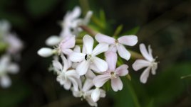 Сапунче – красиво и лечебно цвете 