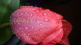 Мисъл на деня за... дъжда