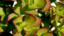 Красула и нейните чудни месести листенца 