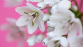 24 януари – Честит имен ден на Ксения, Оксана