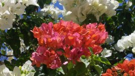 3 растения, които нямат нужда от много вода