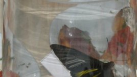 Пеперудите на блондинката Олга