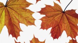 Есента е време за любов