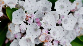 Калмия – нежен и свеж храст