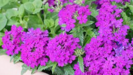 Вербена или върбинка – съвети за отглеждане и буен растеж