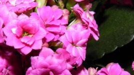 Каланхоето – красивото лекарство