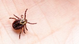 Домашна рецепта за репелент против кърлежи 