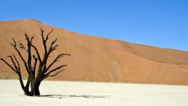 Притча за птицата