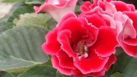 Каменно цвете – непретенциозно и грациозно