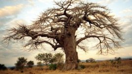 Африканска мъдрост на деня