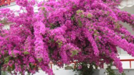 Бугенвилията идва от страната на приказките