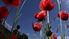 Туристи берат любовни билки на Еньовден