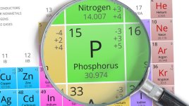 Фосфорът – важен за костите и метаболизма 