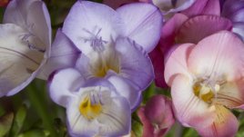 Красивата фрезия – как да я отглеждаме?