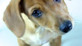 Знаете ли, че... в Швейцария консумацията на кучешко месо е легална?