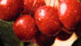 Черешова Задушница