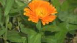 Невен – calendula