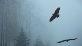 Убийство в риалити шоу