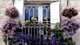 Растения, подходящи за балкон