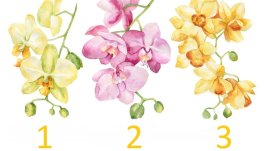 Тест: 3 орхидеи имат съвет за вас