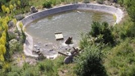 Танцуващи мечки в Белица