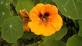 Латинка – слънчева и усмихната