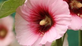 Градинска ружа – цветната коприна 